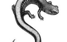 salamnder