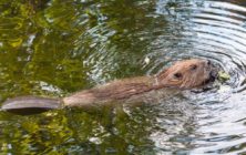 beavers