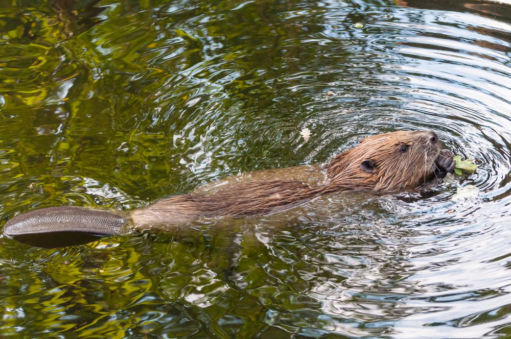 beavers