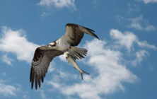 osprey