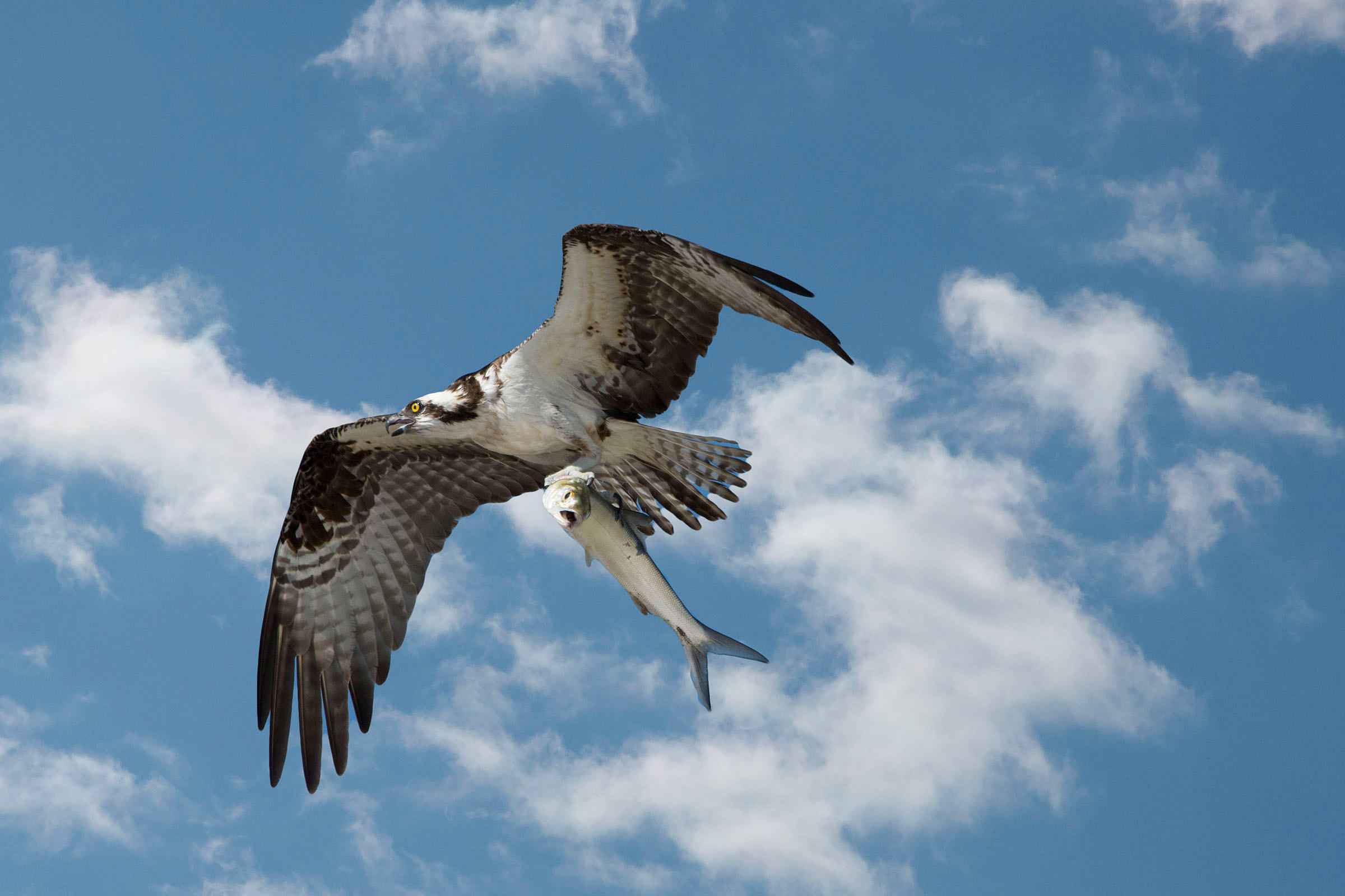 osprey