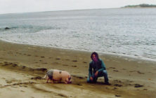 mattpigbeach