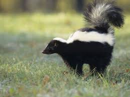 skunk