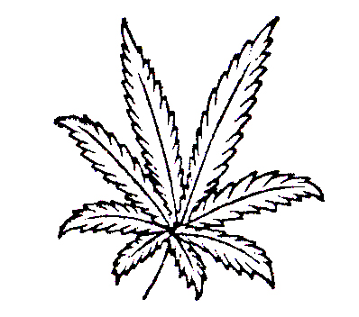 cannabis