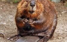 beaver1