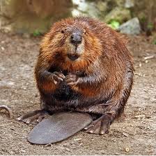 beaver1