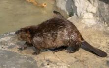 beaver2
