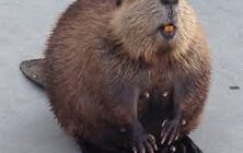 beaver3