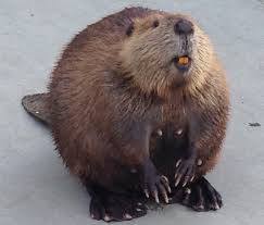 beaver3