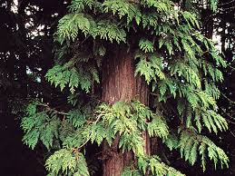 cedar