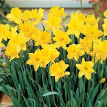 dafodils