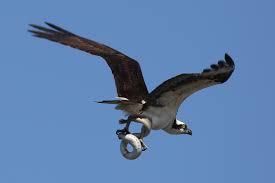 ospreys