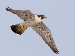 falcon