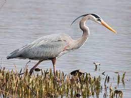 heron heron