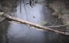 IMG_20220102_080742742 (1)