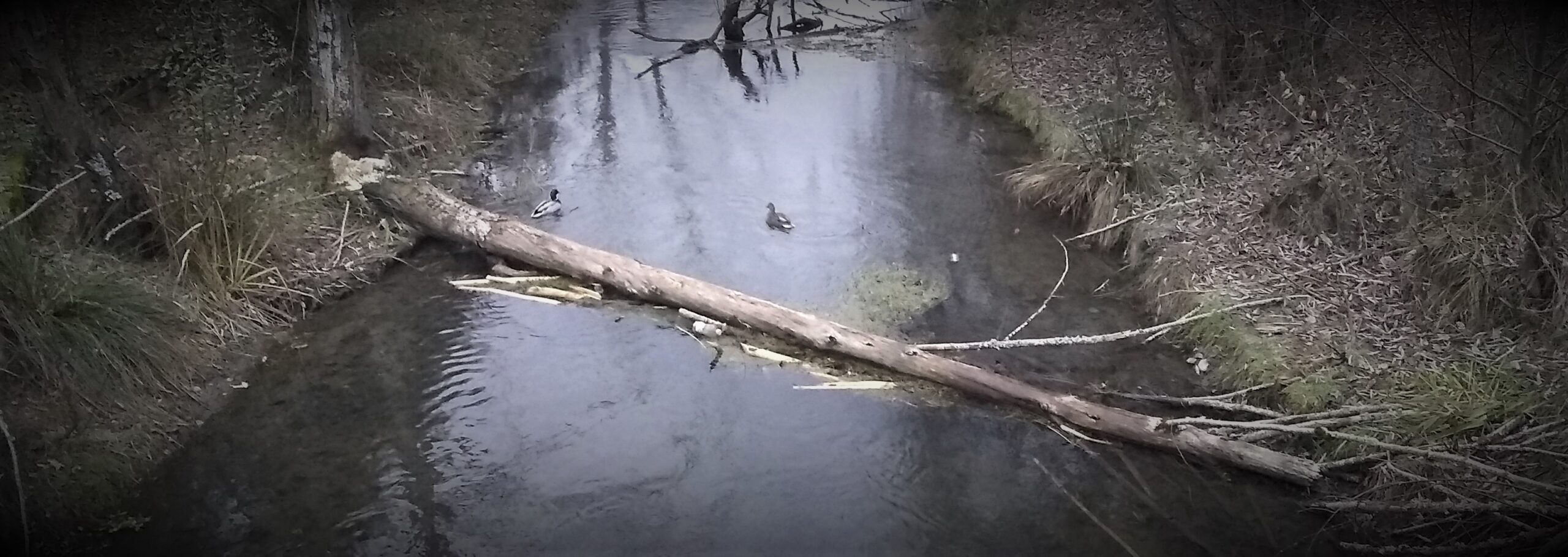 IMG_20220102_080742742 (1) IMG_20220102_080742742 (1)