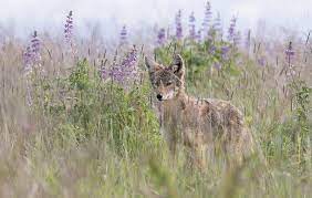 coyote