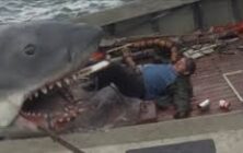 jaws