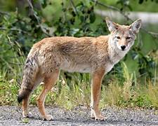coyotoes