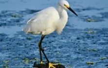 egret