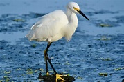 egret