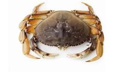 crab