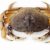 crab
