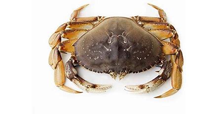 crab