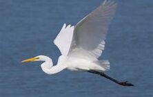 egret