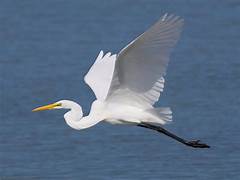 egret