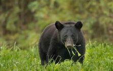 bear