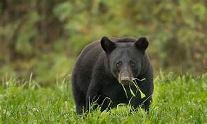 bear