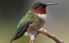 bird