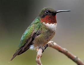 bird
