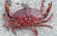 crab