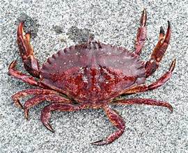crab