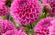 dhalia