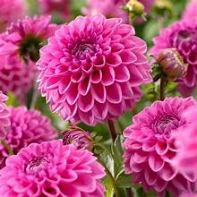 dhalia