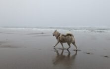 elmerfog1