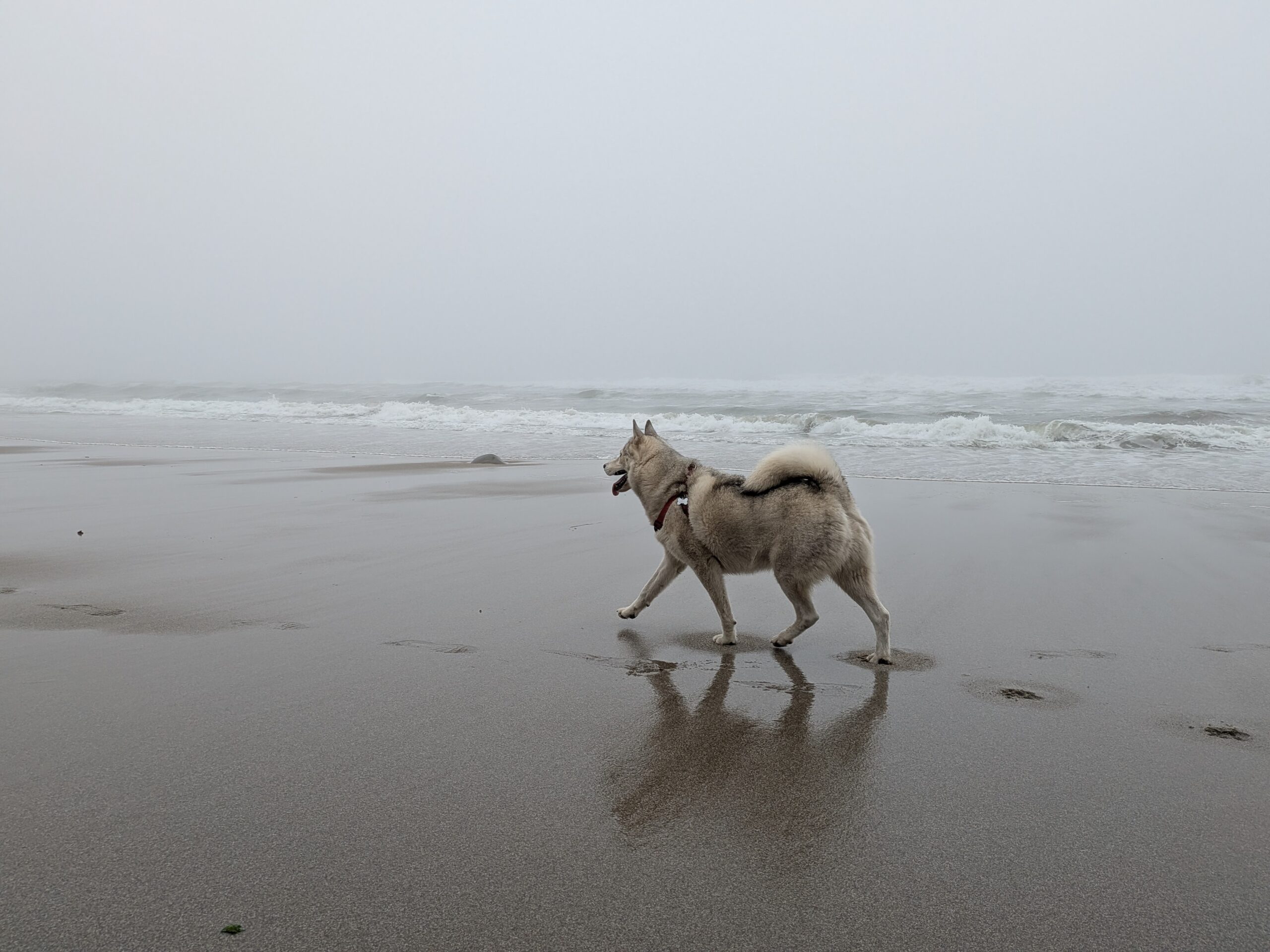 elmerfog1