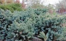juniper