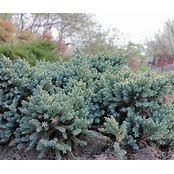 juniper