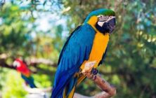 parrot
