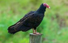 vulture