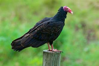 vulture