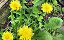 dandelion