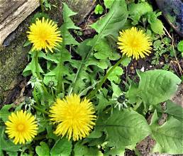 dandelion