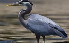 heron