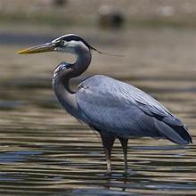 heron