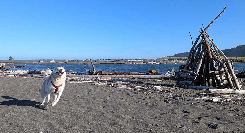 Matt Love's dog, Elmer, running at Sixes